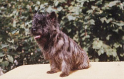 Cairn Terrier Cairn Bries Bijou